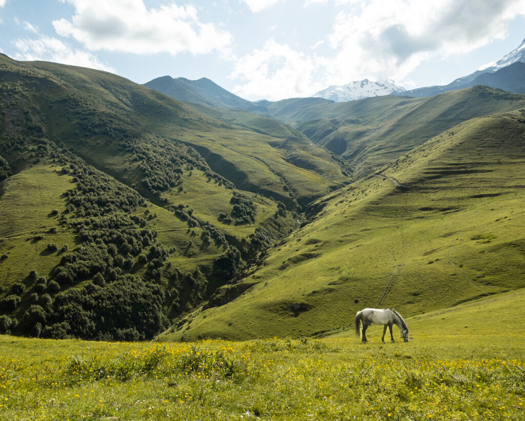 Horse, Kazbegi, Georgia