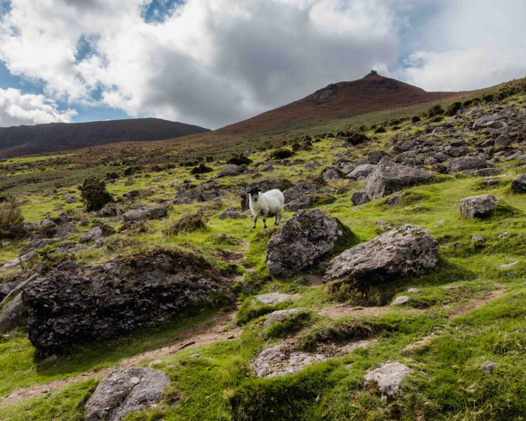 Coumshingaun Logh, Ireland, Sheep - 571