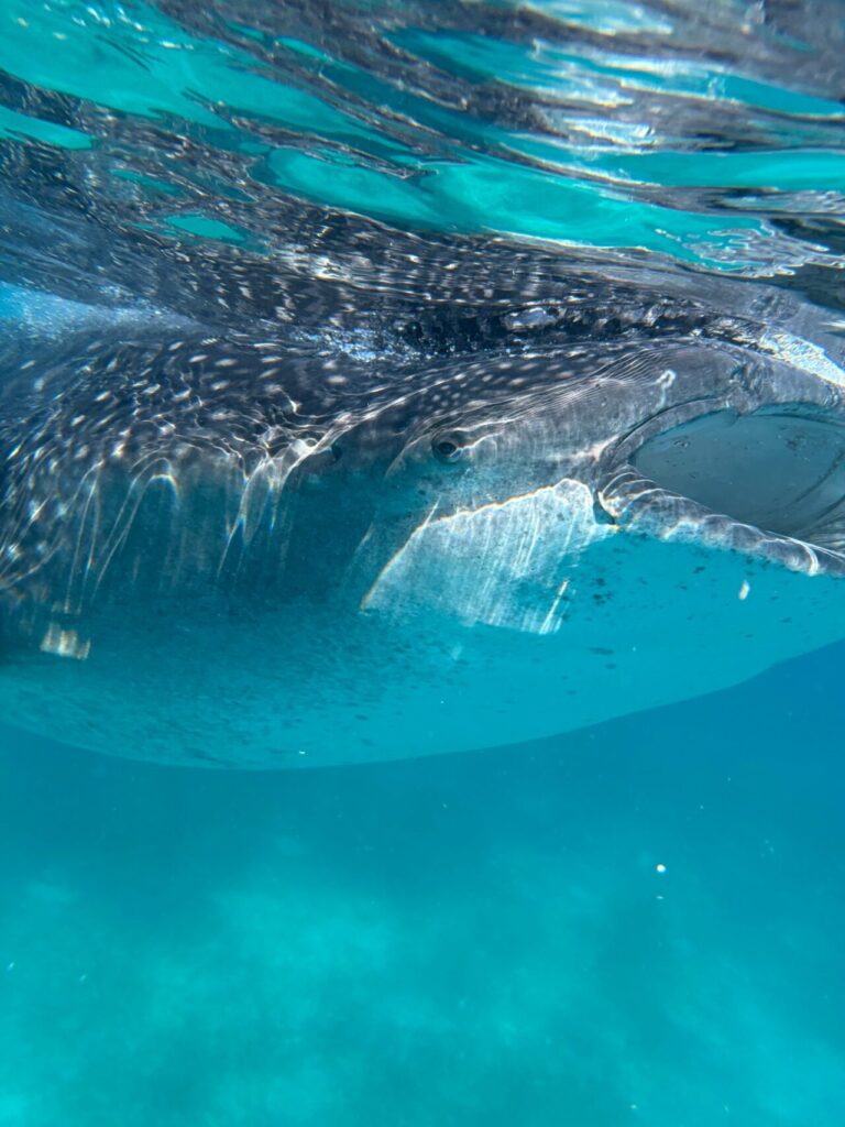 Whale Shark