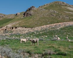 Cattle on the mountains in Khinaliq, Azerbaijan