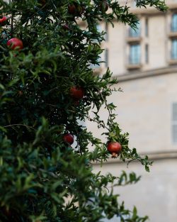 Pomegranate tree