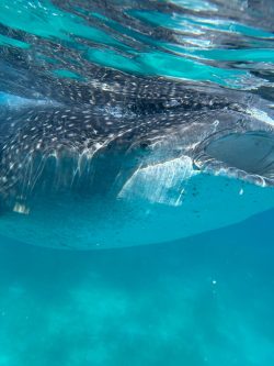 Swimming with Whale Sharks Whale Shark